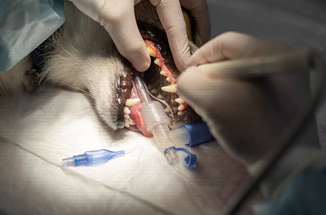 CB-Dentisterie Dentisterie vétérinaire