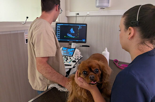LV-Echographie Echographie cardiaque vétérinaire