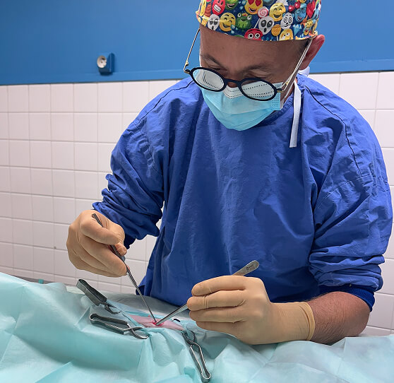 LV-Header-1 Chirurgie vétérinaire Brest, Chirurgie vétérinaire Lesneven