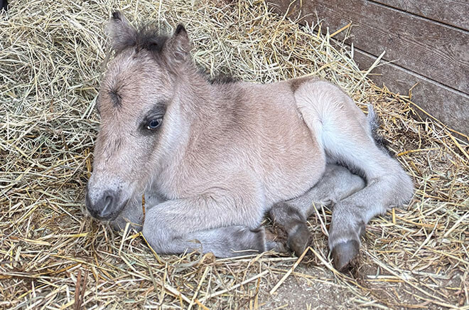 LV-Identification Identification cheval