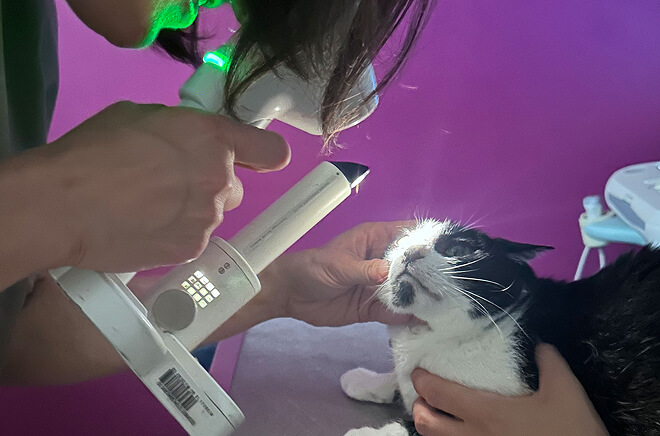 LV-Ophtalmologie Ophtalmologie vétérinaire