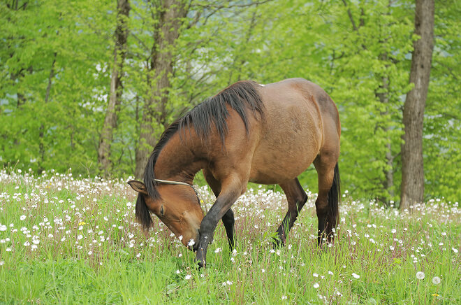 LV-Parisitisme Parasitisme cheval